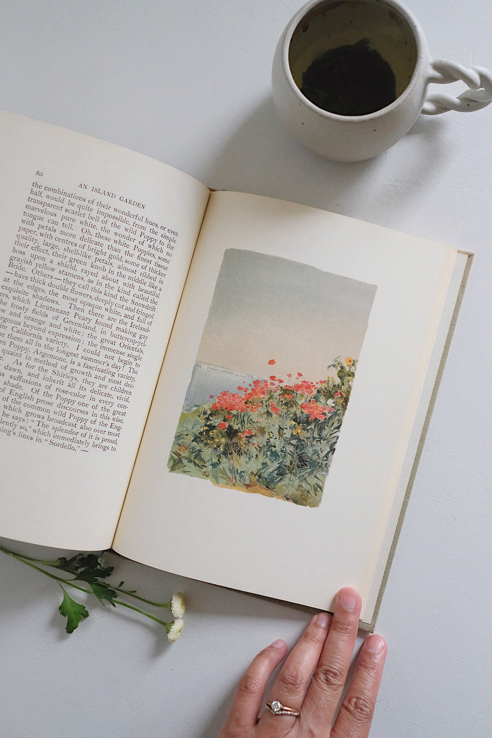 "an island garden"