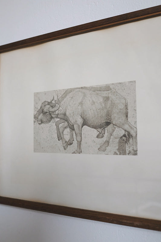 "a yoke of two water buffalo"