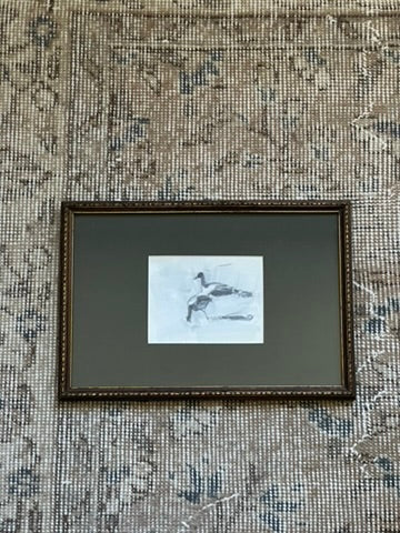 "seabirds"