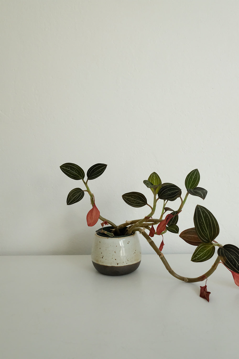 ceramic pot