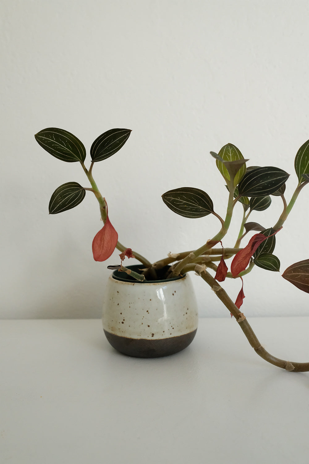 ceramic pot