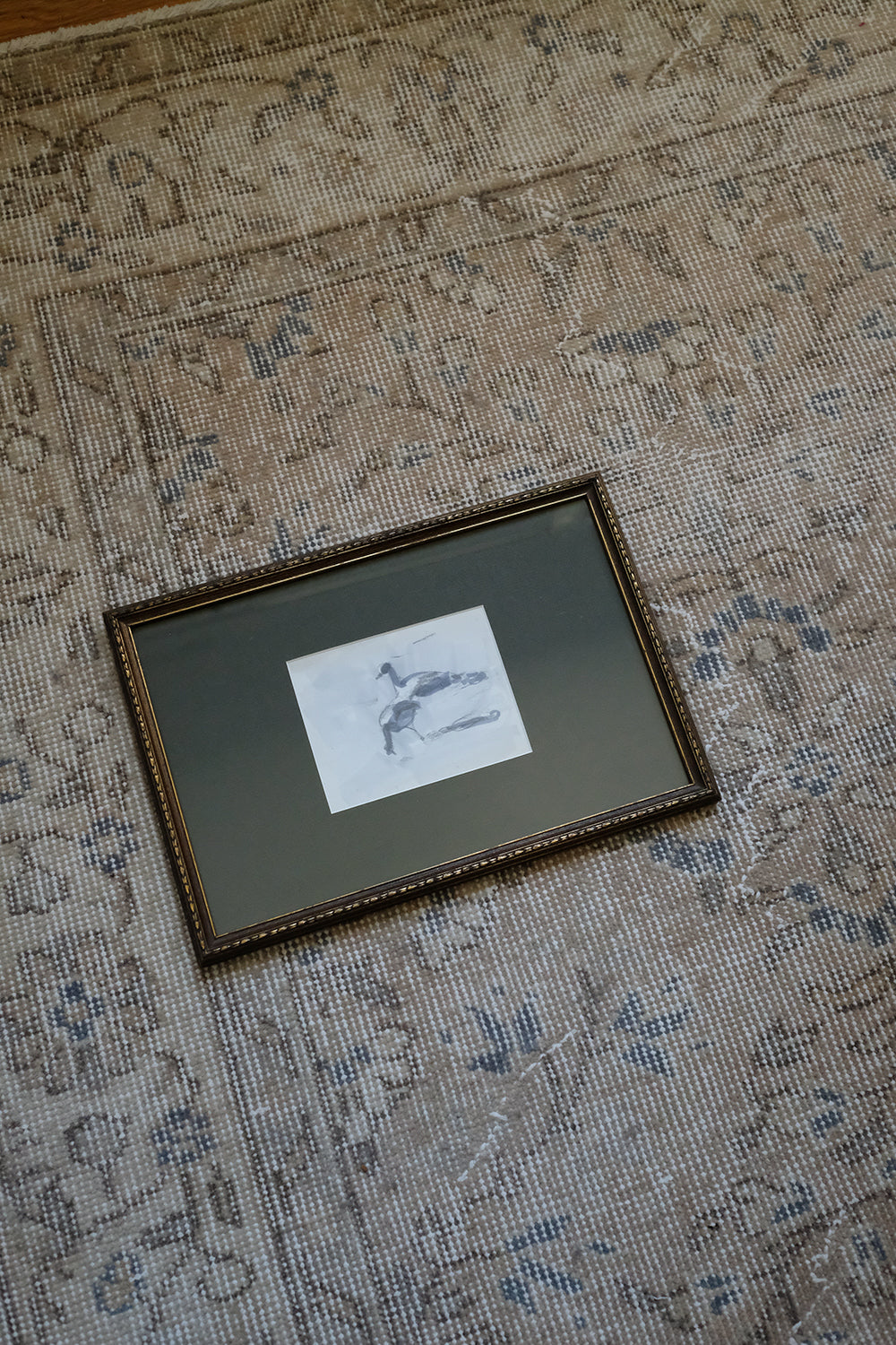 "seabirds"