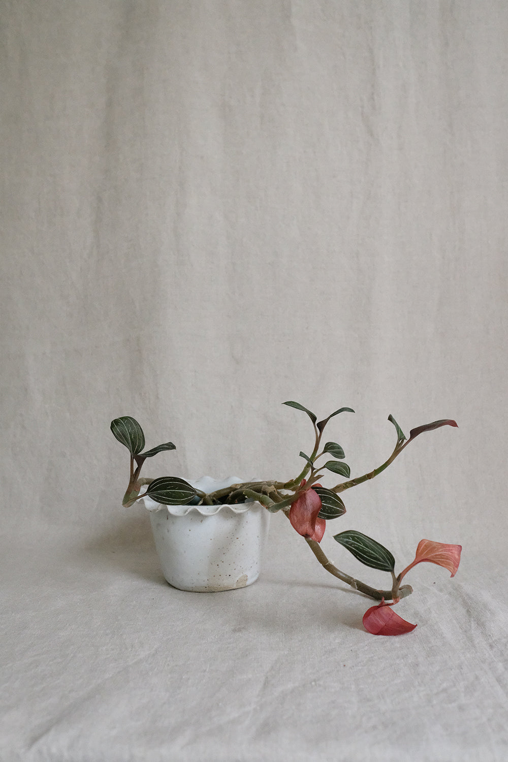 small wavy planter (seconds)