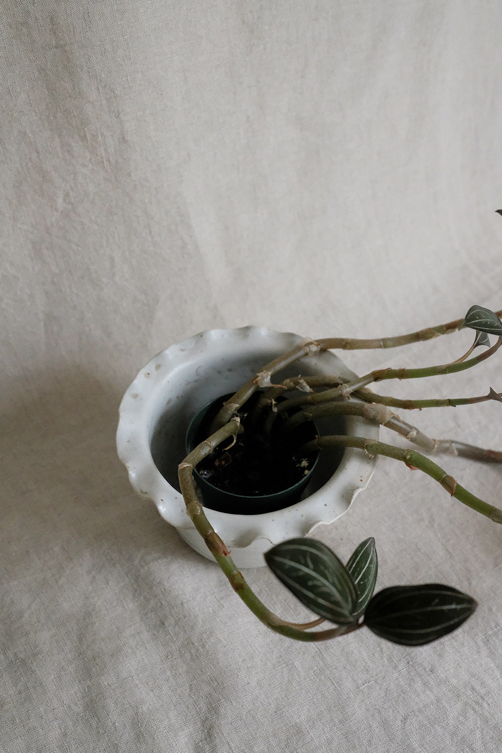 small wavy planter (seconds)